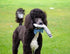 Pet Qwerks Krinkle Newspaper Dog Toy - Large  