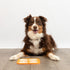 Pet Zone Boredom Busters Endulge Slow-Feeding Licking Mat - Orange