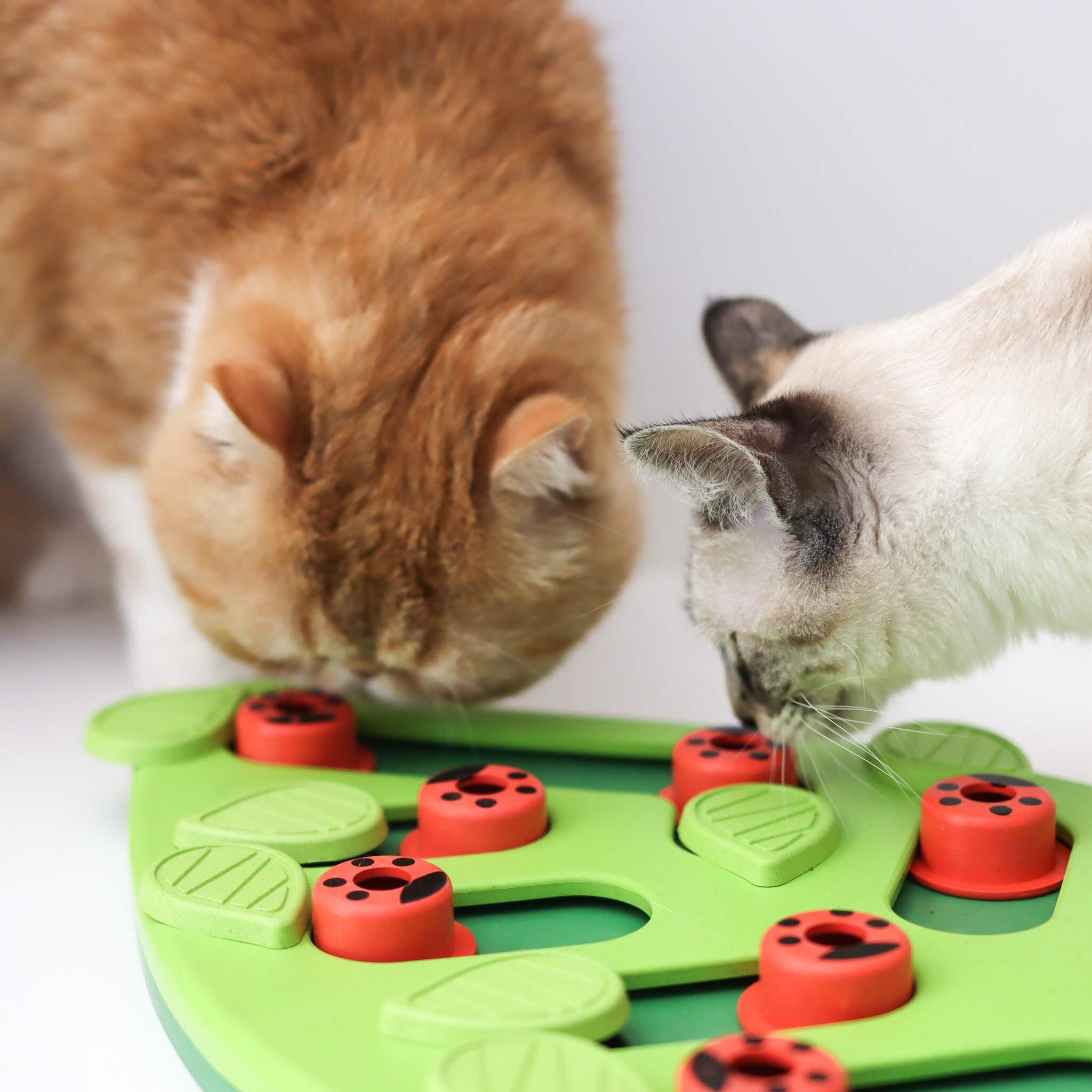 Petstages Buggin' Out Treat Dispensing Interactive Puzzle and Feeding Cat Toy  