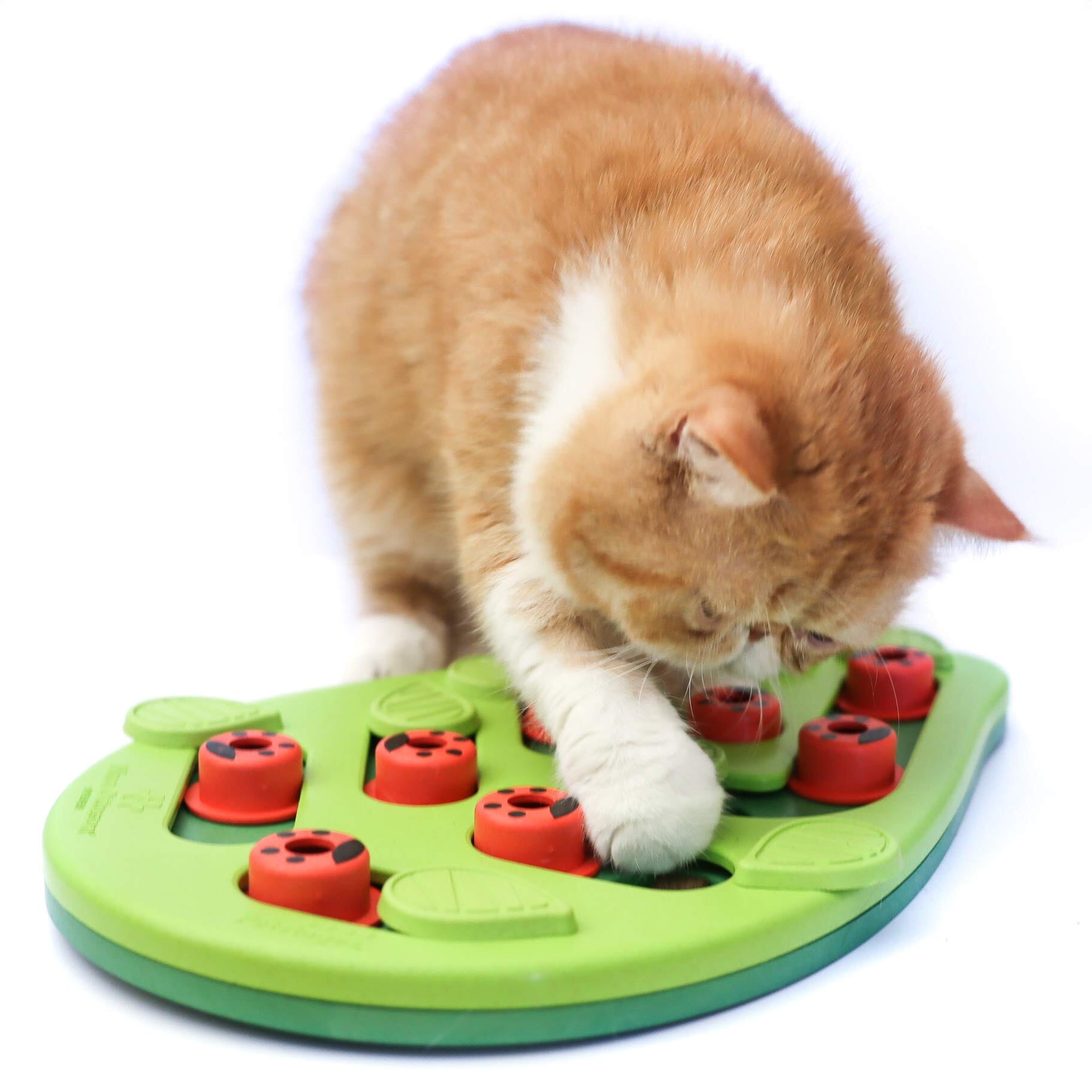 Petstages Buggin' Out Treat Dispensing Interactive Puzzle and Feeding Cat Toy  