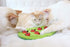 Petstages Buggin' Out Treat Dispensing Interactive Puzzle and Feeding Cat Toy  