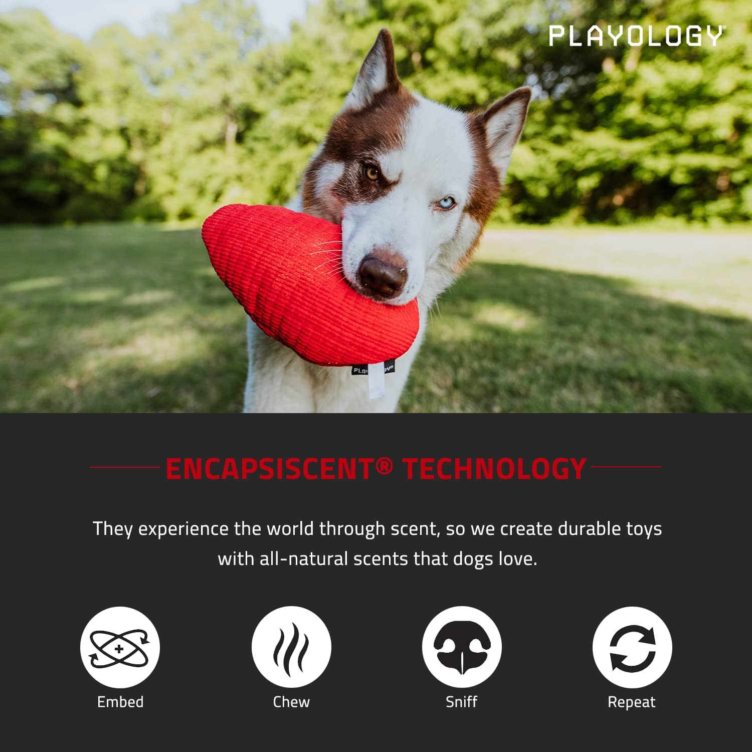 Playology Beef Scented Egg Crinkle and Plush Dog Toy with Encapsiscent Technology - Medium  