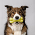 Playology Durable Dual-Layered Bone Chicken Scented Fetch and Chew Rubber Dog Toy - Yellow