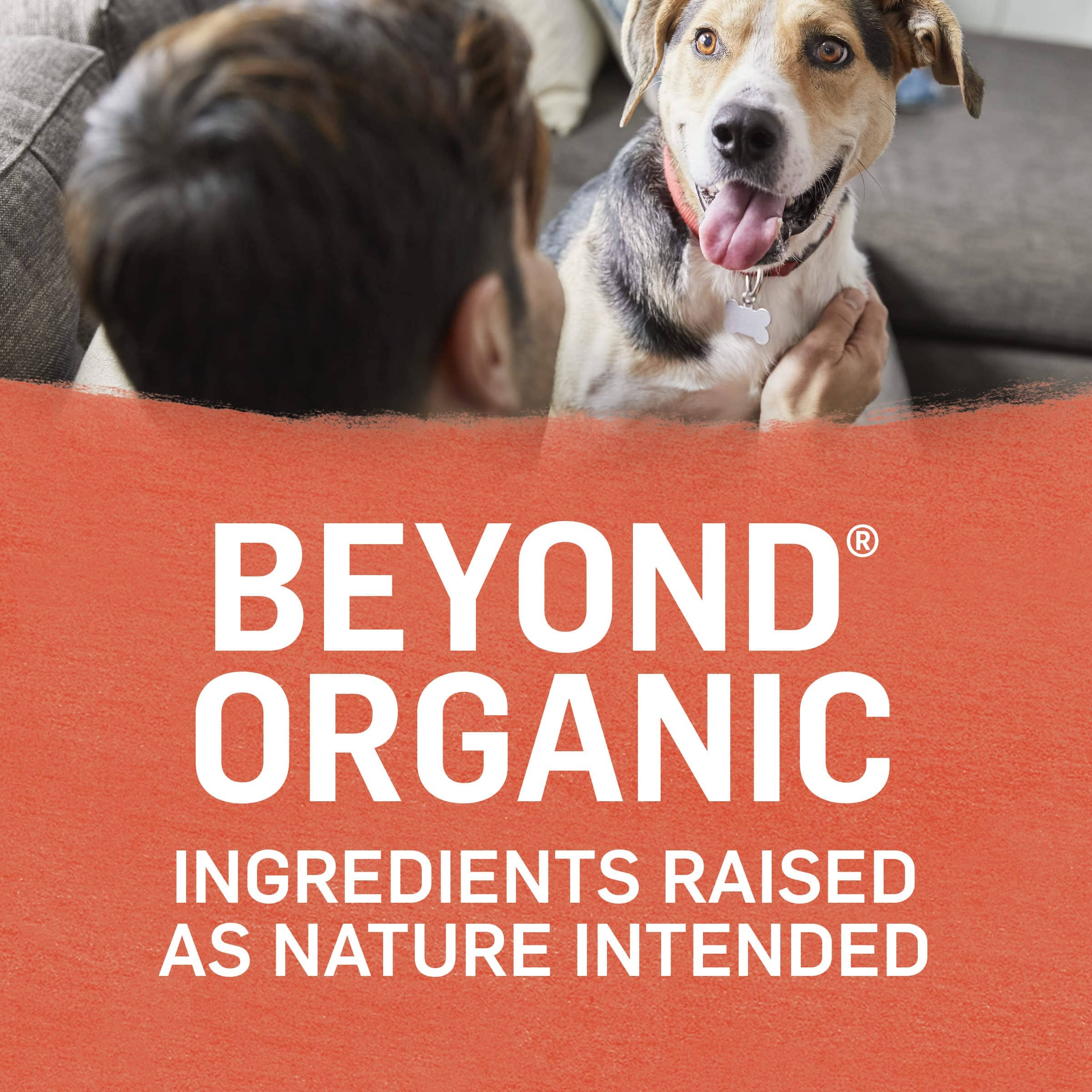 Purina Beyond Organic Chicken and Sweet Potato with Broth Adult Canned Dog Food - 13 Oz - Case of 12  
