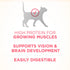 Purina One + Plus Healthy Kitten Formula High-Protein and Immune Support Chicken Dry Cat Food - 3.5 Lbs - Case of 4  
