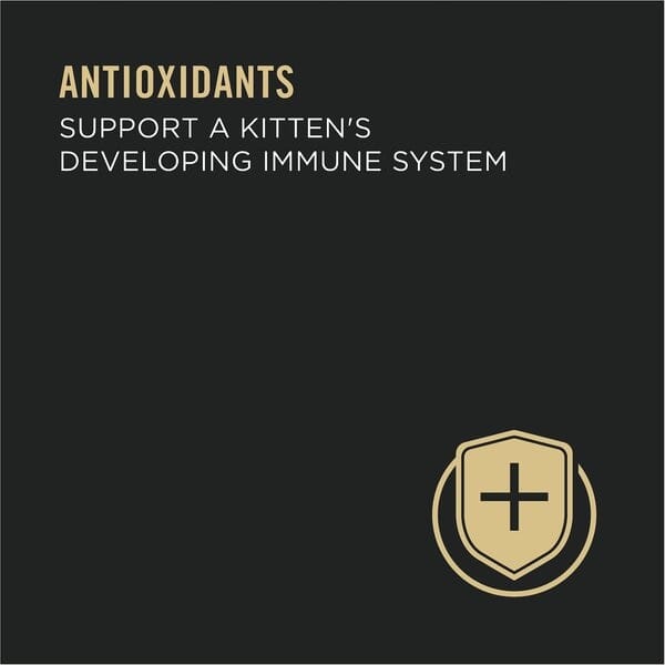 Purina Pro Plan Focus Kitten Classic Salmon & Ocean Fish Entree Canned Cat Food