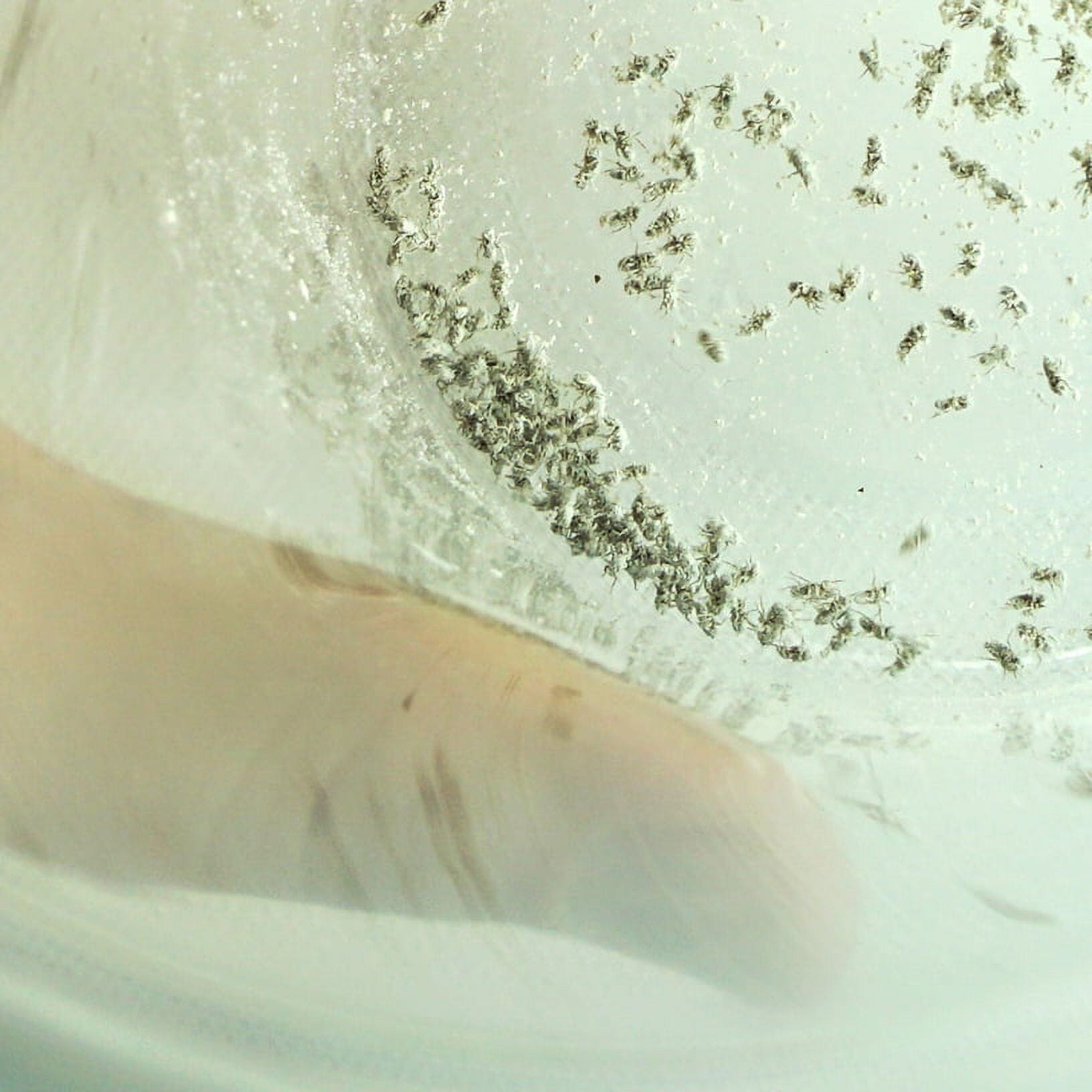 Re-Cal Phosphorous-Free Calcium with Vitamin-D3 Reptle and Amphibian Fine-Powdered Supplement - 7 Lbs