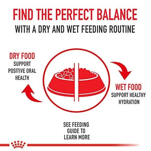 Royal Canin Breed Health Nutrition Shih Tzu Loaf in Sauce Adult Canned Dog Food - 3 Oz - Case of 24