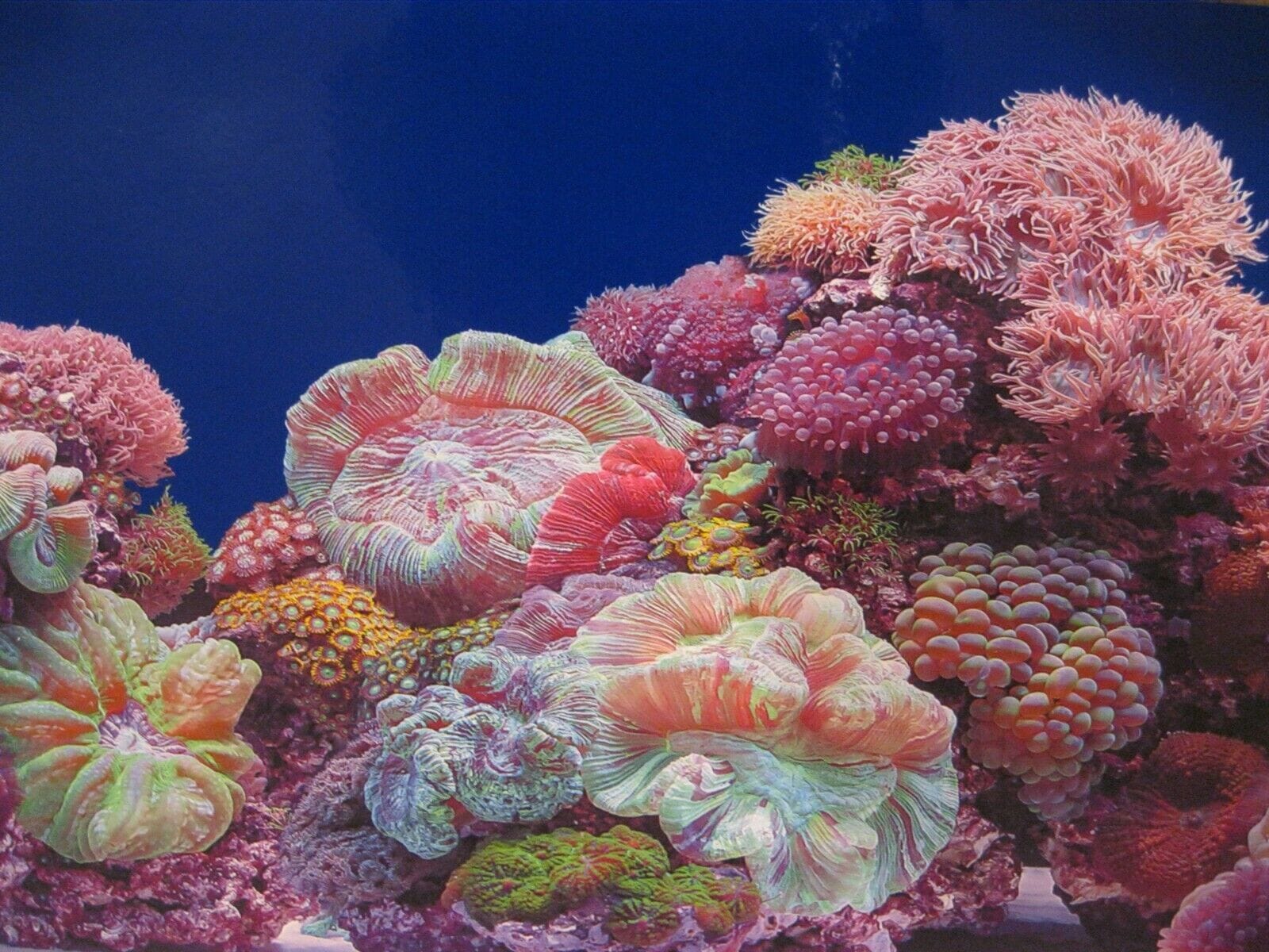 Seaview Double Sided Background Coral Bliss & Luscia Reef - 12 in X 50 ft