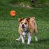 Snugarooz Deep Space Tennis Balls Squeak and Fetch Dog Toys - 3 Pack  