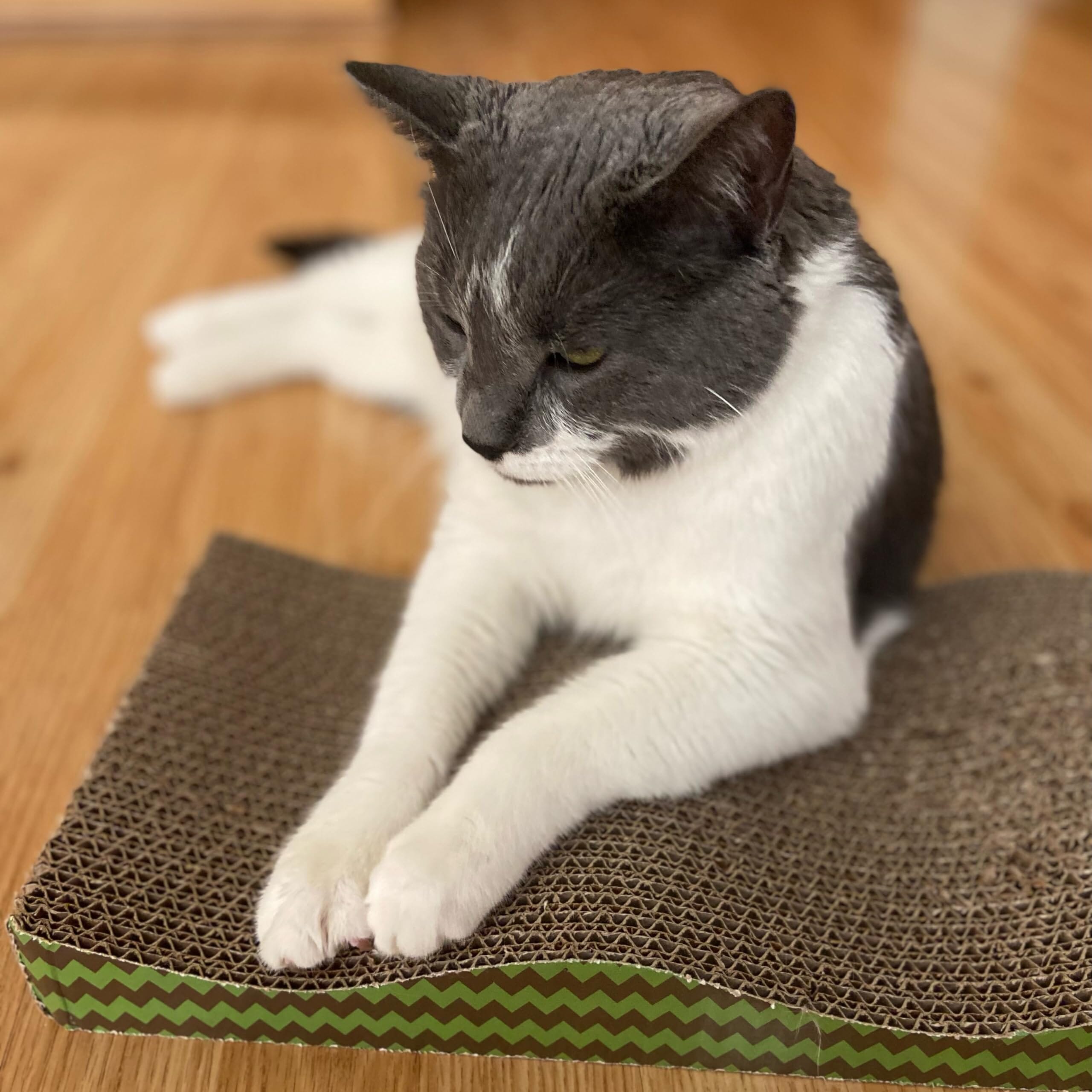 SPOT Ethical Wave Cat Scratcher with Catnip - 17