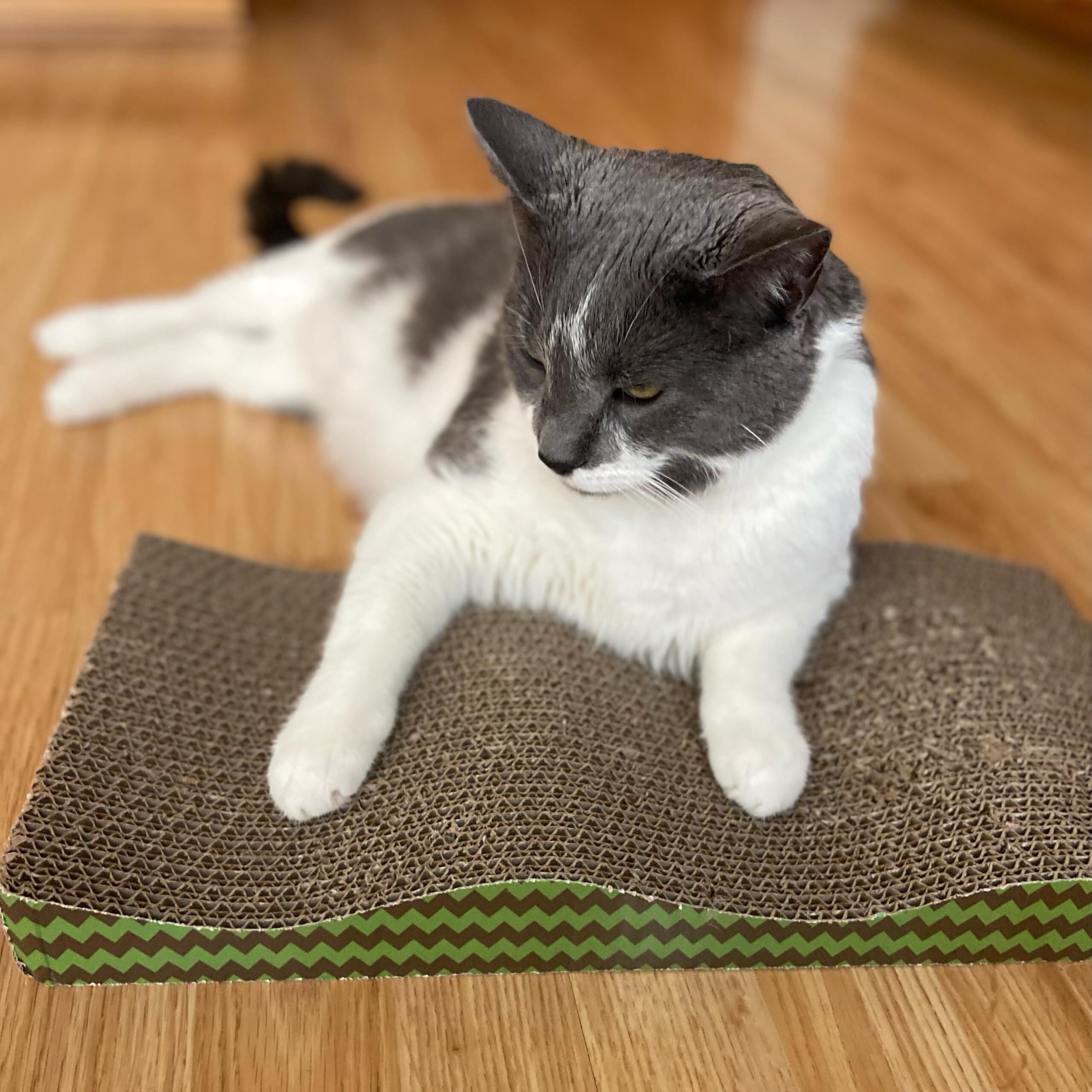 SPOT Ethical Wave Cat Scratcher with Catnip - 17" Inch  