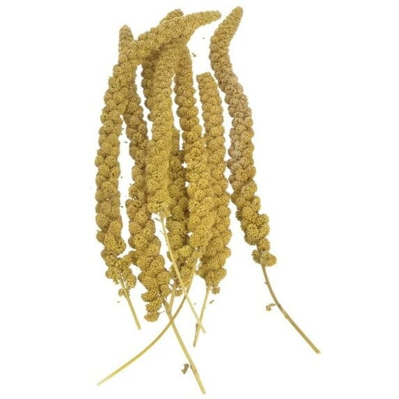 Sunseed Golden Millet Spray Canary Finch and Parakeet Natural Bird Treats - 25 Lbs Default Title