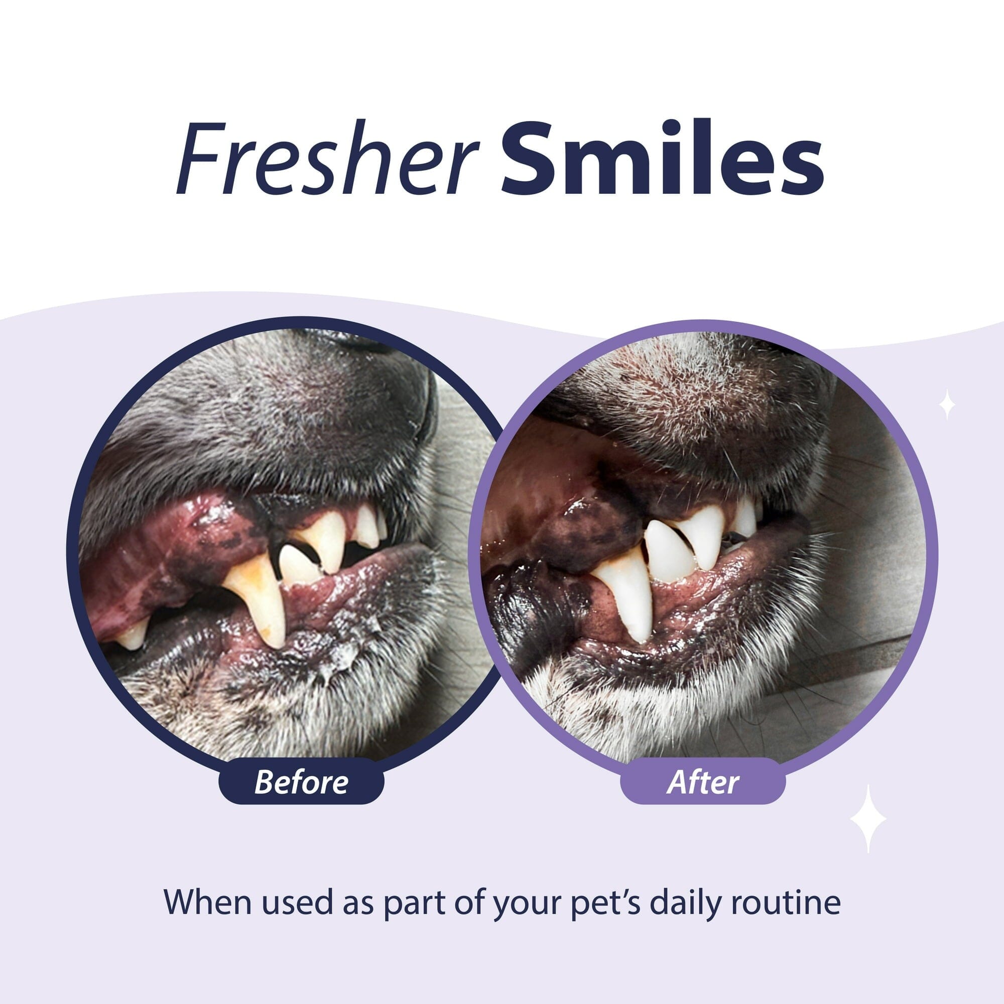 Synergy Labs Dental Fresh Advanced Plaque and Tartar Control Oral Health Cat and Dog Water Additive