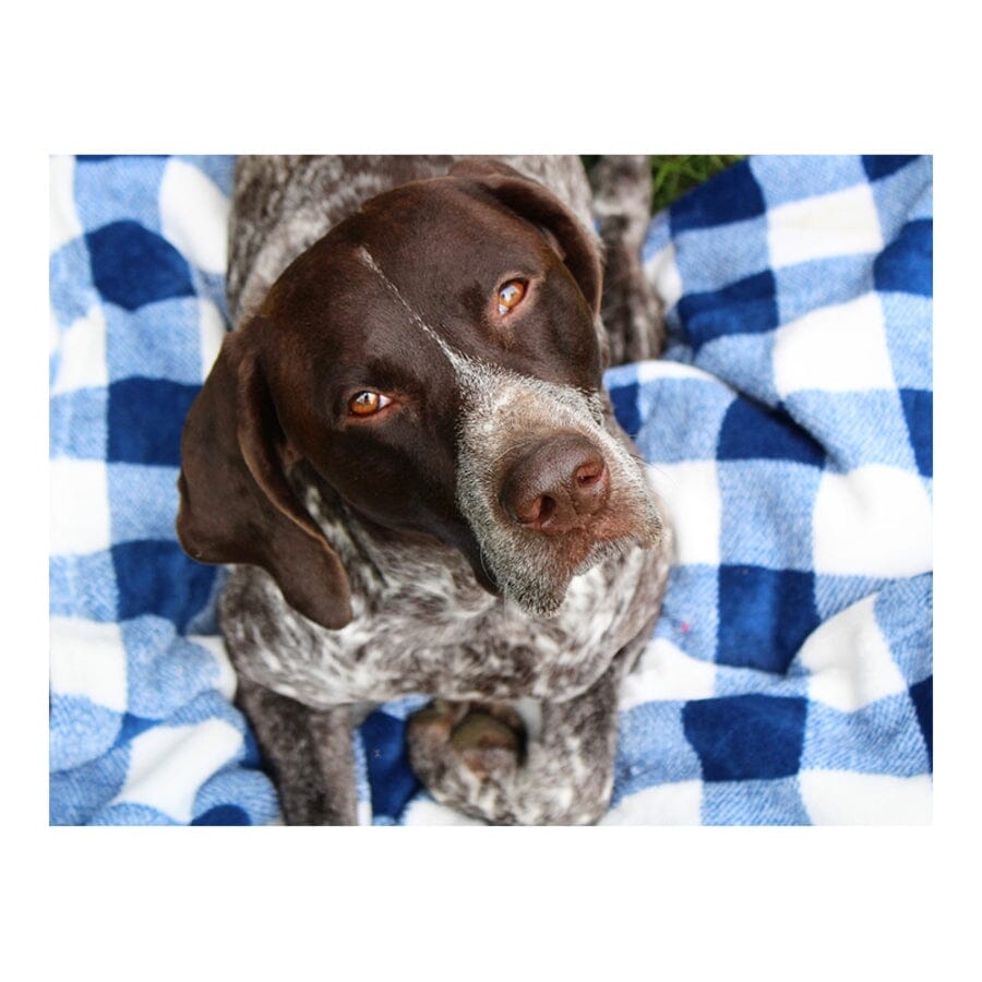 Tall Tails Blanket Navy Plaid Pattern Fleece Dog Blanket - Large - L:40 X W:30 Inch