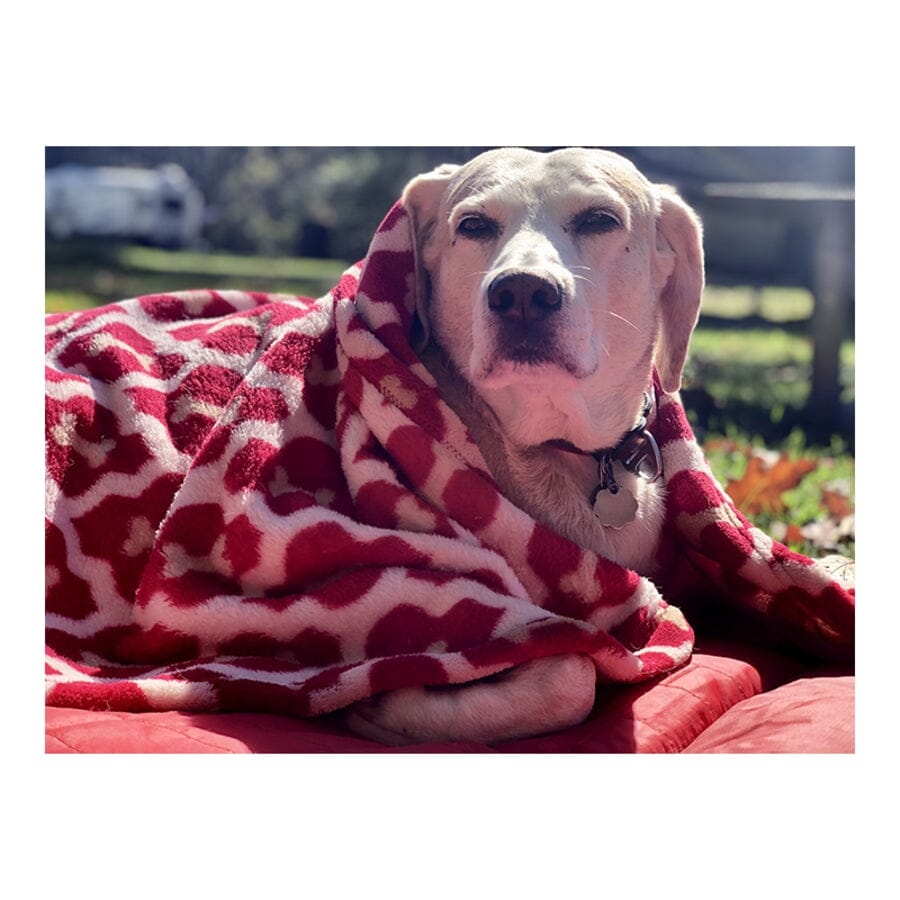 Tall Tails Blanket Red Bone Pattern Fleece Dog Blanket