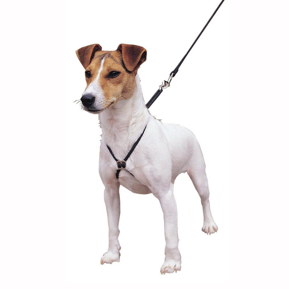 The Company of Animals Coachi Training Line Dog Leash - 2.5 Meters or 8.2 Feet Default Title