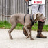 The Company of Animals Halti No Pull Dog Harness - Medium  