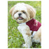 Touchdog ® 'Tough-Boutique' 2-in-1 Adjustable Fashion Dog Harness and Leash