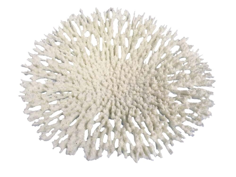 Weco Products South Pacific Coral Round Tabletop Ornament - White - Large