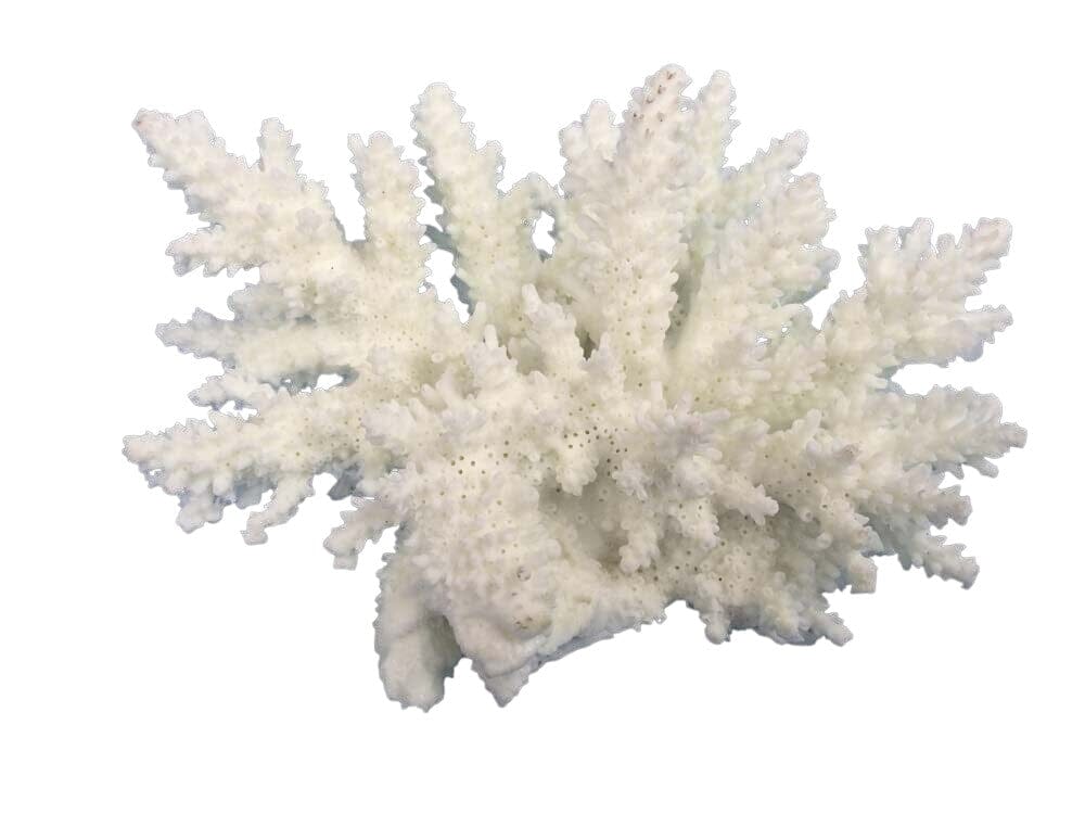 Weco Products South Pacific Coral Spiny Acorapora Ornament - White - Small
