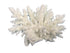 Weco Products South Pacific Coral Spiny Acorapora Ornament - White - Small