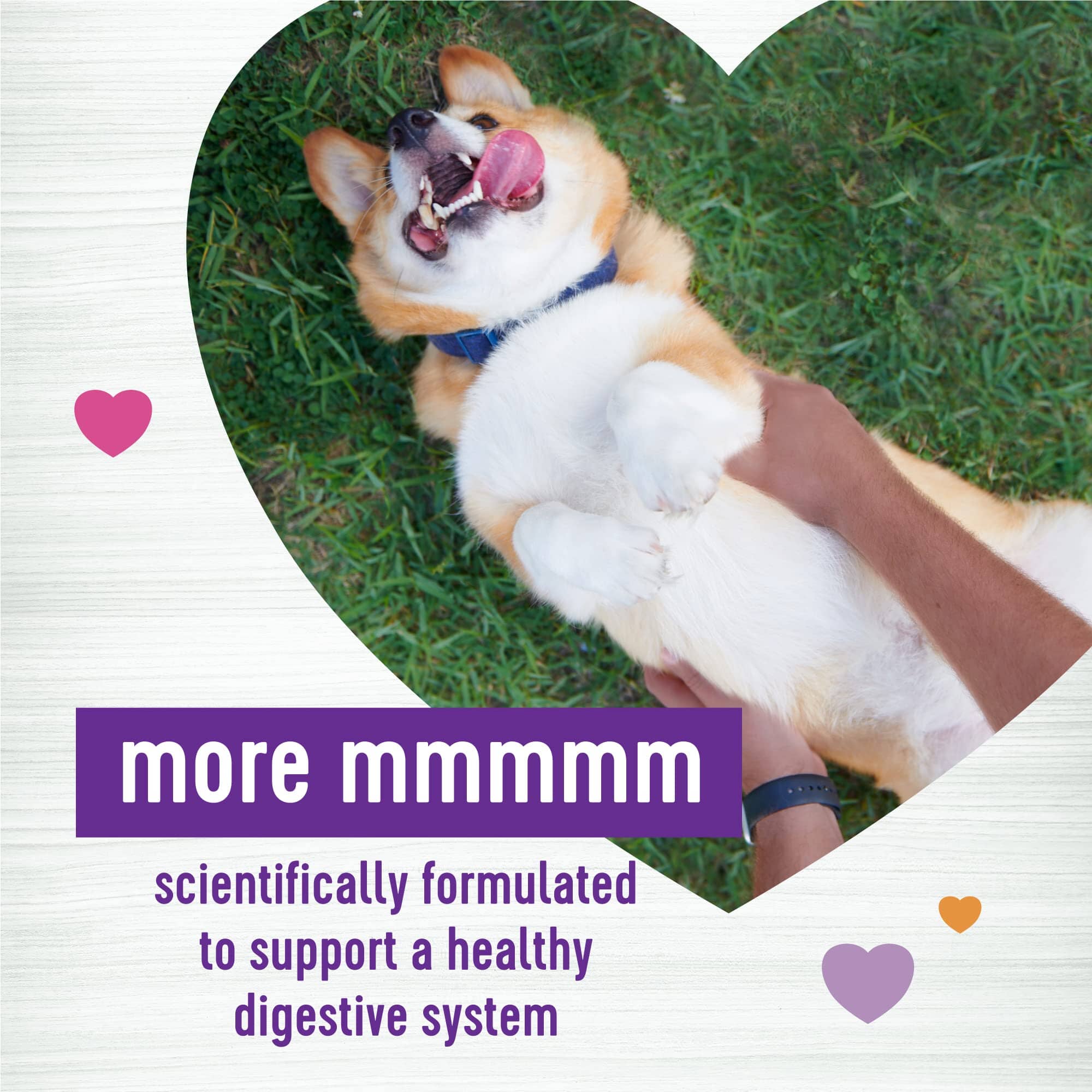 Wellness Belly Digestive Health Support Pumpkin Patch Flavor Soft Chew Dog Supplements - 90 Count  