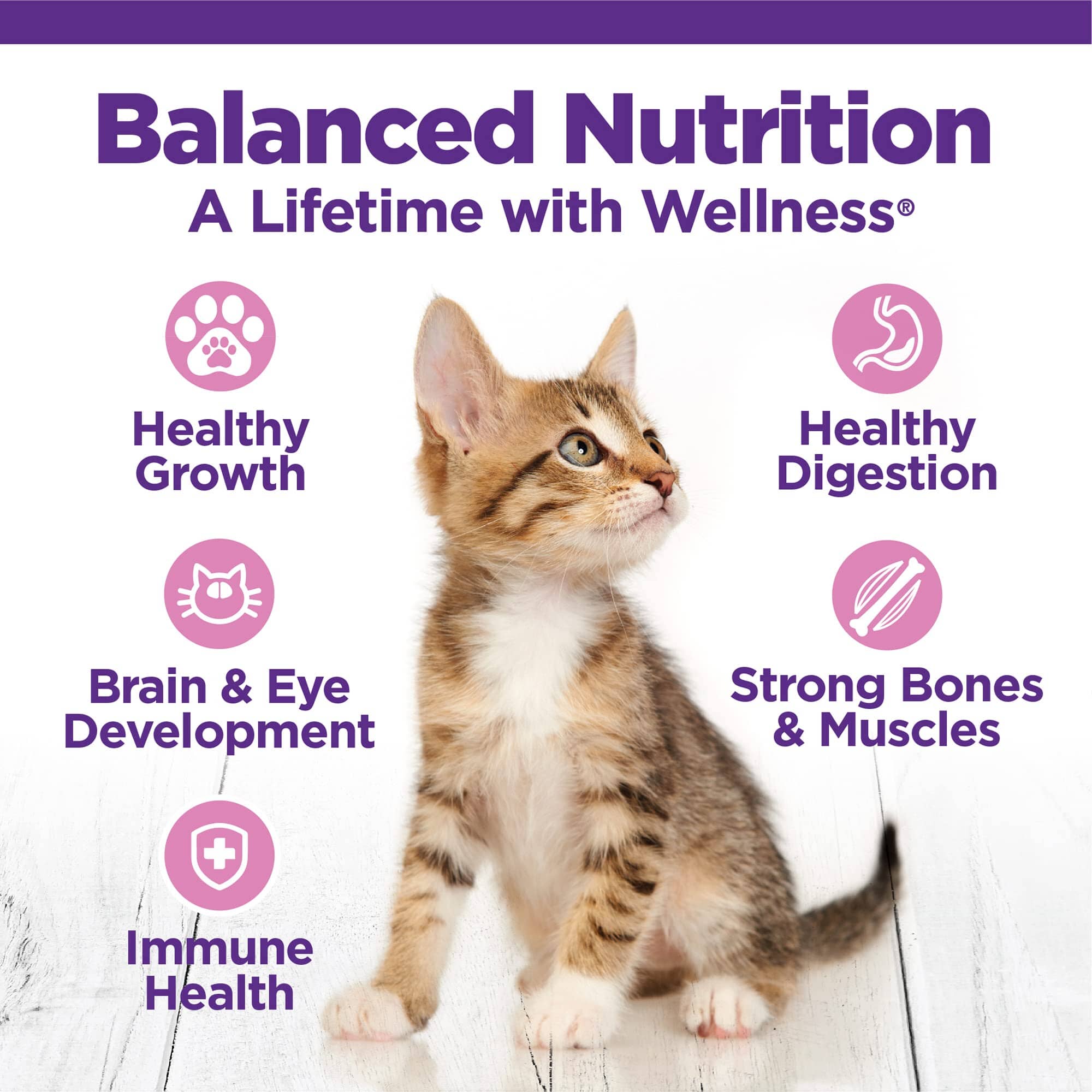 Wellness Complete Health Chicken and Wholesome Grains Kitten Formula Dry Cat Food - 5 Lbs  