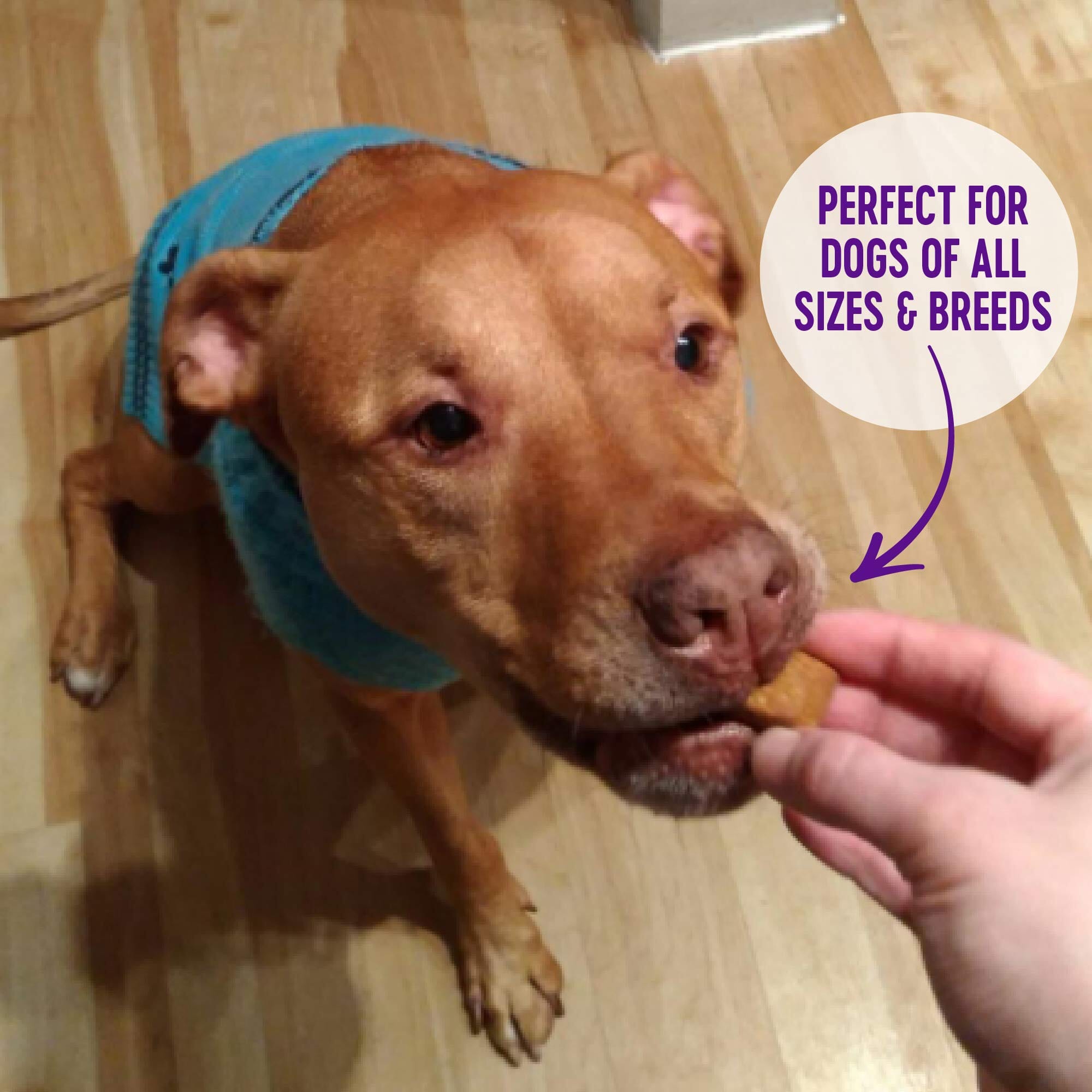 Wellness Natural Grain Free Wellbars Crunchy Yogurt, Apples and Bananas Recipe Dog Treats  