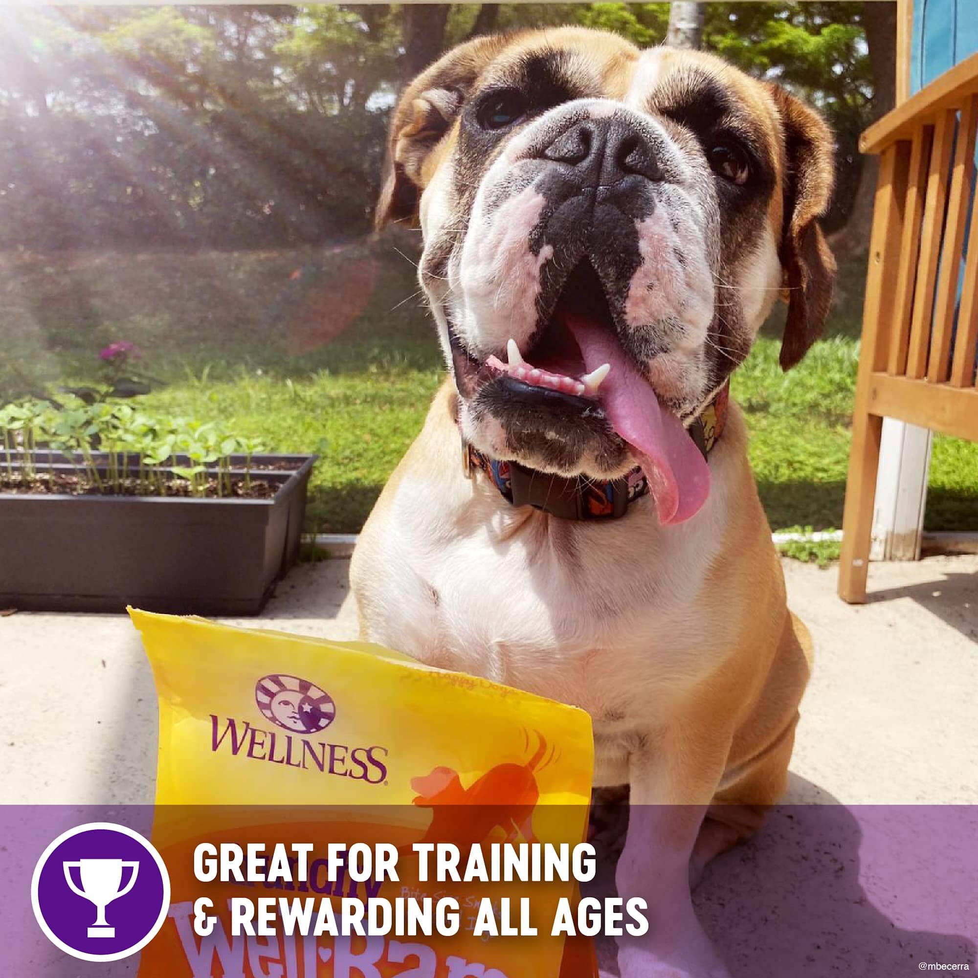 Wellness Natural Grain Free Wellbars Crunchy Yogurt, Apples and Bananas Recipe Dog Treats  