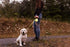 Wigzi Gel Handle Gripped Tape Retractable Nylon Dog Leash - Yellow - Large - Up to 16 Feet  