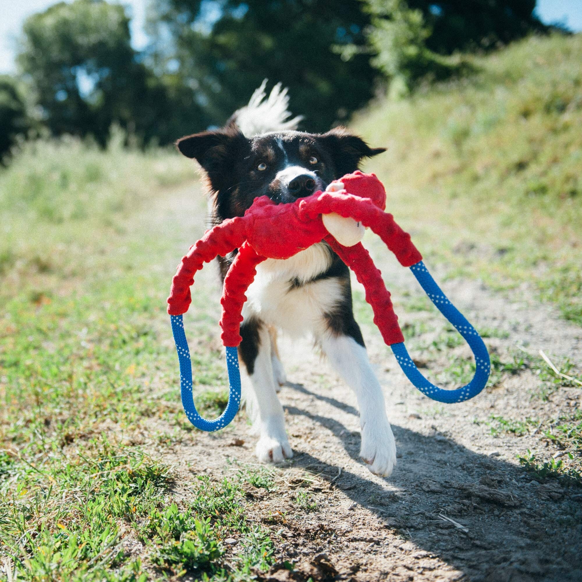 Zippy Paws RopeTugz Monkey Rope and Squeaky Plush Dog Toy - Red - Large  