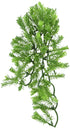 Zoo Med Laboratories Borneo Star Plastic Plant Aquarium Décor - Medium  