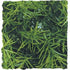 Zoo Med Laboratories Natural Cashuarina Bush Plastic Plant Aquarium Décor - Large  