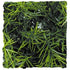 Zoo Med Laboratories Natural Cashuarina Bush Plastic Plant Aquarium Décor - Small  
