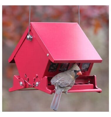 Absolute Mini Absolute Squirrel-Resistant Metal and Squirrel-proof Wild Bird Feeder - Red - 4 Lbs Cap  