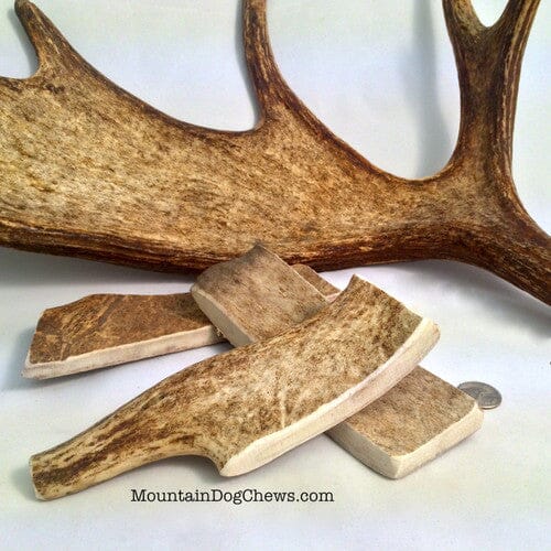 Antler Dog Chews Moose Antler - Extra Large - 8 In  