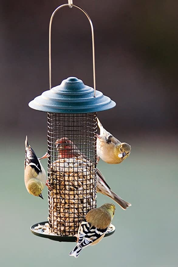 Audubon Mini Magnum Metal Sunflower Seed Feeder Wild Bird Feeder - Green - .50 Lbs Cap  