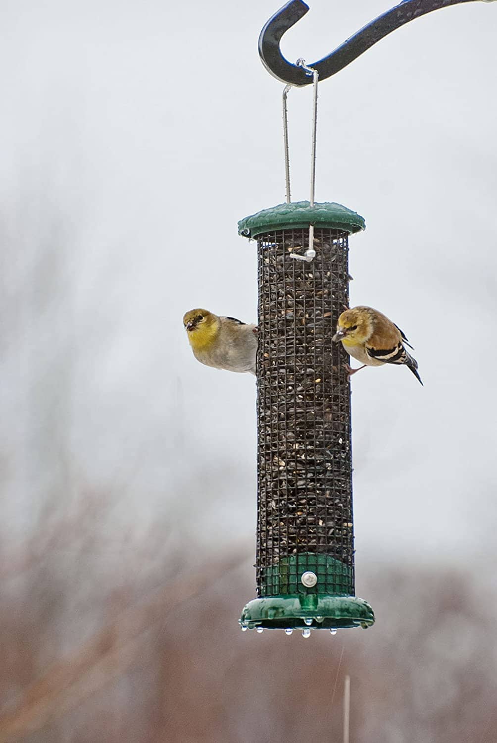 Audubon Peanut & Black Oil Sunflower Seed Wild Bird Feeder - Black and Green - 1 Lb Cap  