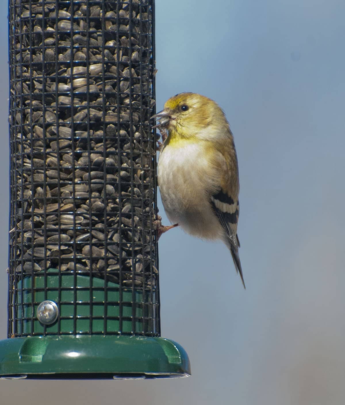 Audubon Peanut & Black Oil Sunflower Seed Wild Bird Feeder - Black and Green - 1 Lb Cap  