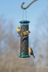 Audubon Peanut & Black Oil Sunflower Seed Wild Bird Feeder - Black and Green - 1 Lb Cap  