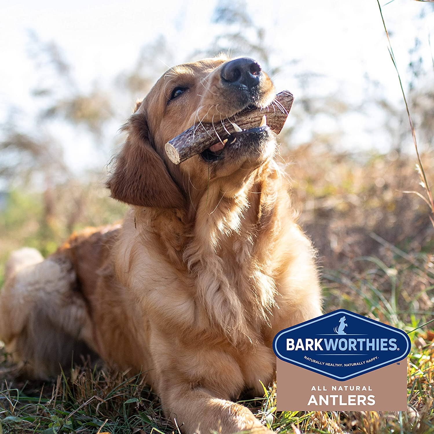 Barkworthies Elk Antler Natural Dog Chews - Small Split - 50 Count  