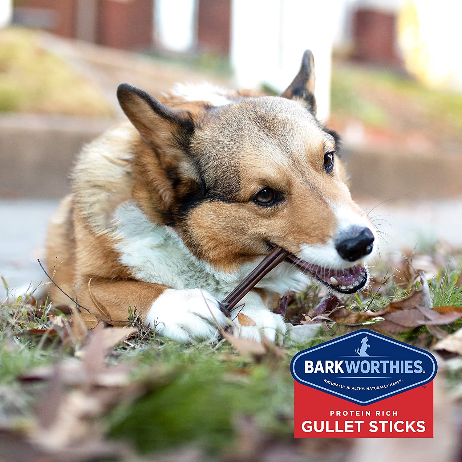 Barkworthies Gullet Sticks 1.5 lb Natural Dog Chews -  