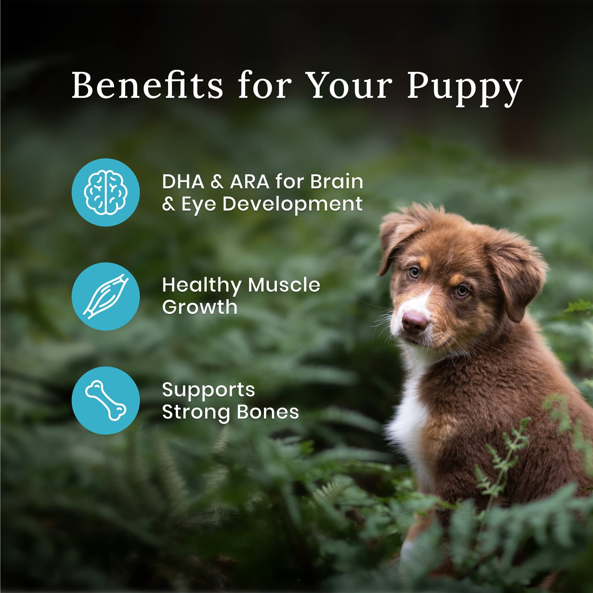 Blue Buffalo Wilderness Puppy High-Protein Natural Chicken with Wholesome Grains Dry Dog Food - 13 Lbs  