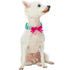 Blueberry Pet Heart Flocking Minty Green Dog Collar with Detachable Velvety Bowtie  