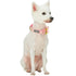 Blueberry Pet Polka Dot Flocking Baby Pink Dog Collar Baby Pink with Detachable Velvety Flower  