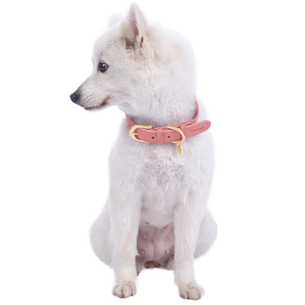 Blueberry Pet Polyester Fabric Webbing and Soft Genuine Leather Dog Collar in Pink and Grey, Priyanka Chopra's Wedding Registry Picks  