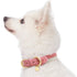 Blueberry Pet Polyester Fabric Webbing and Soft Genuine Leather Dog Collar in Pink and Grey, Priyanka Chopra's Wedding Registry Picks  