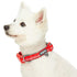 Blueberry Pet Soft & Comfy 3M Red Reflective Padded Dog Collar  