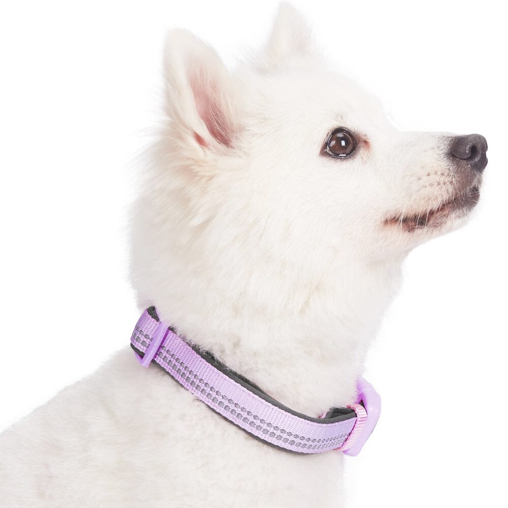 Blueberry Pet Soft & Comfy 3M Reflective Padded Lavender Dog Collar  